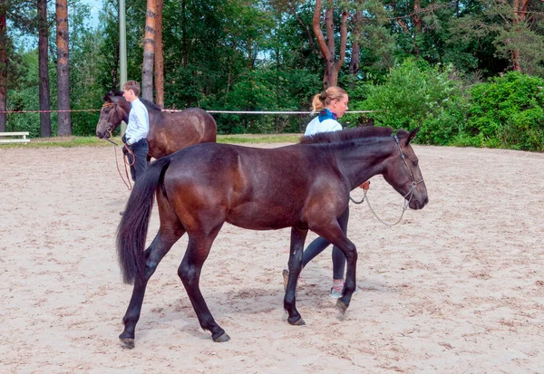 Saint Petersburg June 2021 Xxii International Equestrian Exhibition Hipposphere Forum — Stock Photo, Image