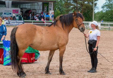 Saint-Petersburg - 13 Haziran 2021, XXII Uluslararası Binicilik Sergisi Hipposphere: yetiştiriciler, sahipleri, at yetiştiricileri ve at endüstrisi temsilcileri forumu. Açık hava.