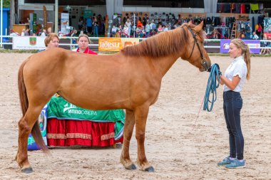 Saint-Petersburg - 13 Haziran 2021, XXII Uluslararası Binicilik Sergisi Hipposphere: yetiştiriciler, sahipleri, at yetiştiricileri ve at endüstrisi temsilcileri forumu. Açık hava.
