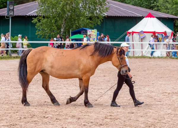 Saint Petersburg June 2021 Xxii International Equestrian Exhibition Hipposphere Forum — Stock Photo, Image