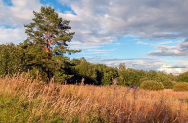 Ağaç ve mavi gökyüzü ile doğal kırsal alan