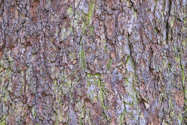 La vieja corteza de pino —  Fotos de Stock