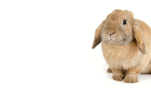Conejo rojo sobre blanco Fotos de stock libres de derechos