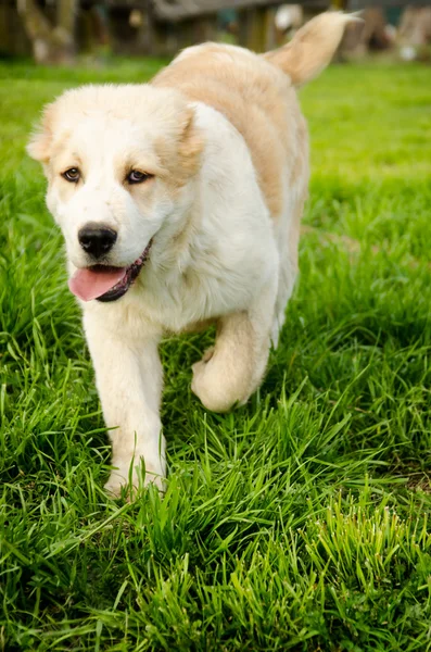 Central Asian Shepherd  Puppy — Stock Photo, Image