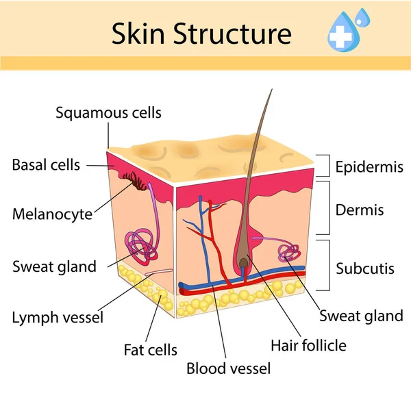 Menselijke huid en haarstructuur. Anatomisch teken. Schoonheidsverzorging geïsoleerde illustratie — Stockvector