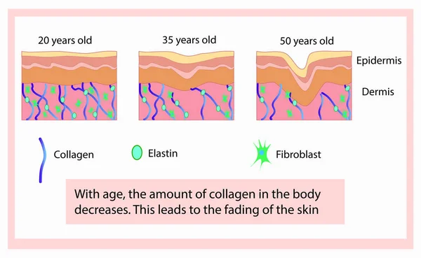 Illustrazione vettoriale delle cellule della struttura con collagene, elastina e fibroblasti, processo di invecchiamento — Vettoriale Stock