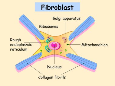 Fibroblast bir deri hücresidir. Fibroblast hücre yapısı.