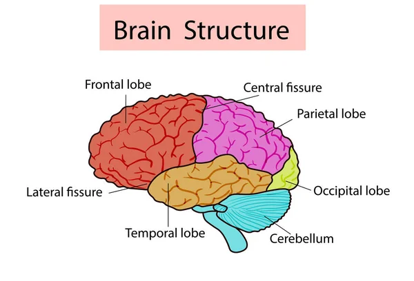 Vector isoleerde illustratie van de hersenstructuur in het hoofd van de mens. Menselijke hersenen gedetailleerde anatomie. — Stockvector