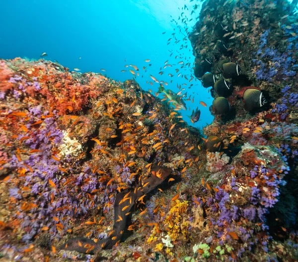 Korall zátony-val kemény és puha korallok — Stock Fotó
