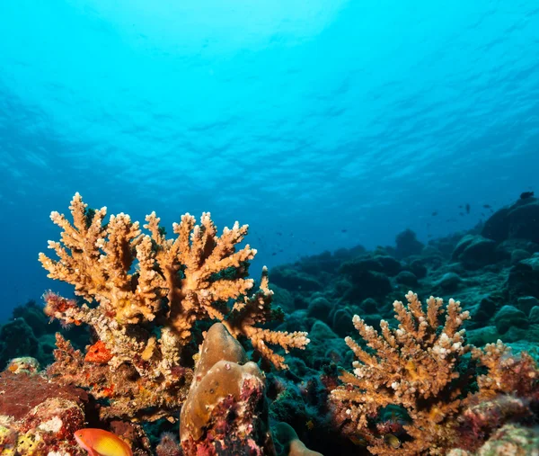 珊瑚礁与软、 硬珊瑚 — 图库照片