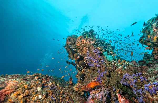 Korall zátony-val kemény és puha korallok — Stock Fotó