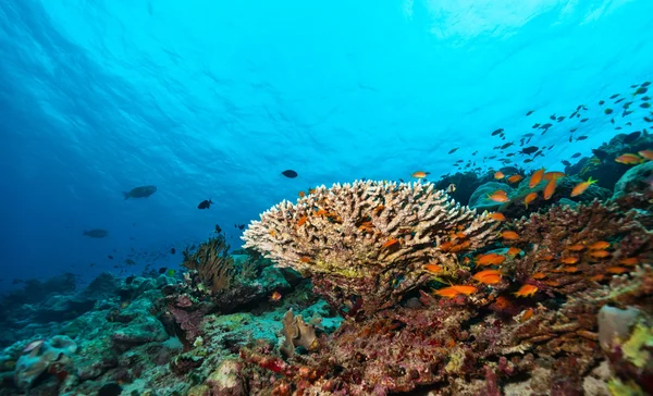 Arrecife de coral con corales blandos y duros — Foto de Stock