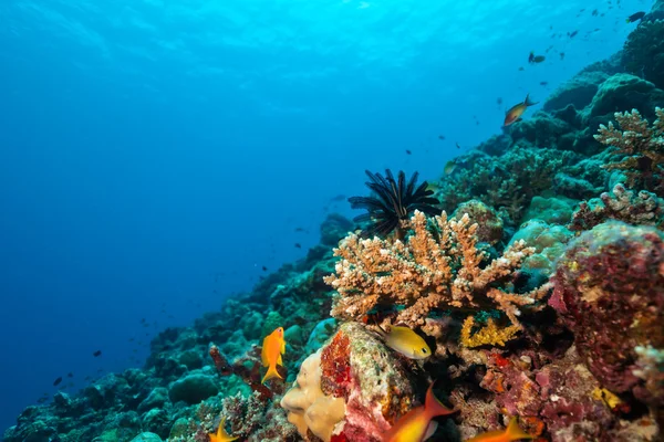 Korallenriff mit Weich- und Hartkorallen — Stockfoto