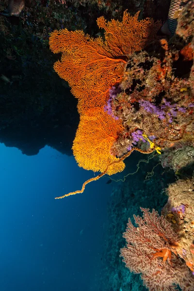 Récif corallien avec détail de coraux mous — Photo