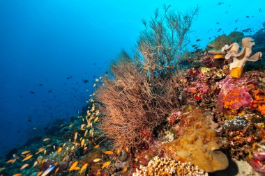 Detay yumuşak mercanlar mercan kayalığı
