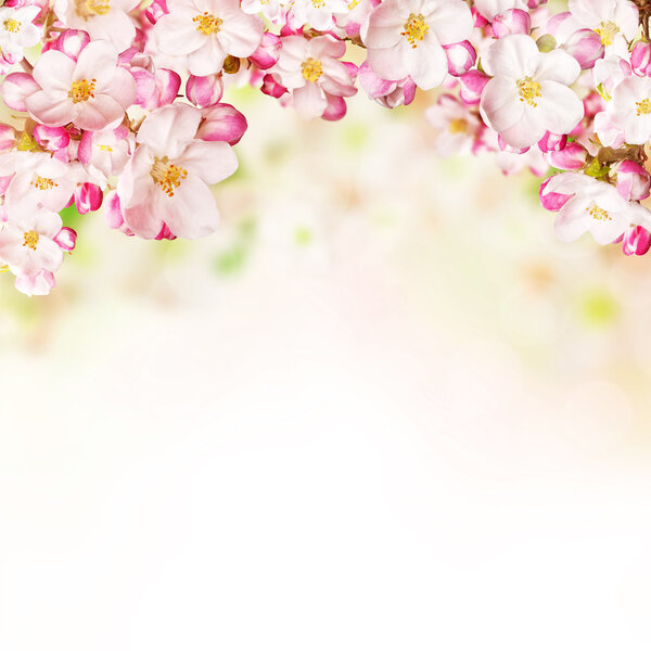 Cherry blossoms over blurred nature background