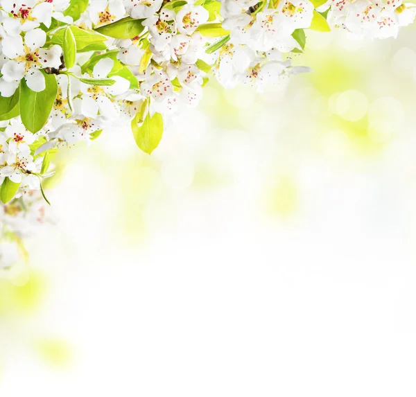 Flores de cerejeira sobre fundo natureza turva — Fotografia de Stock