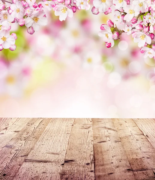 Fiori di ciliegio con assi di legno vuote — Foto Stock