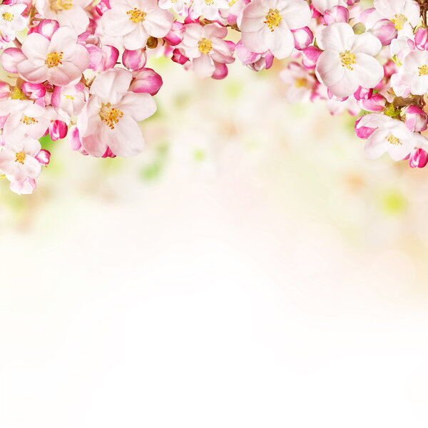 Flores de cerezo sobre fondo borroso de la naturaleza — Imagen de stock Flores de cerezo sobre fondo borroso de la naturaleza Fotos De Stock Sin Royalties Gratis