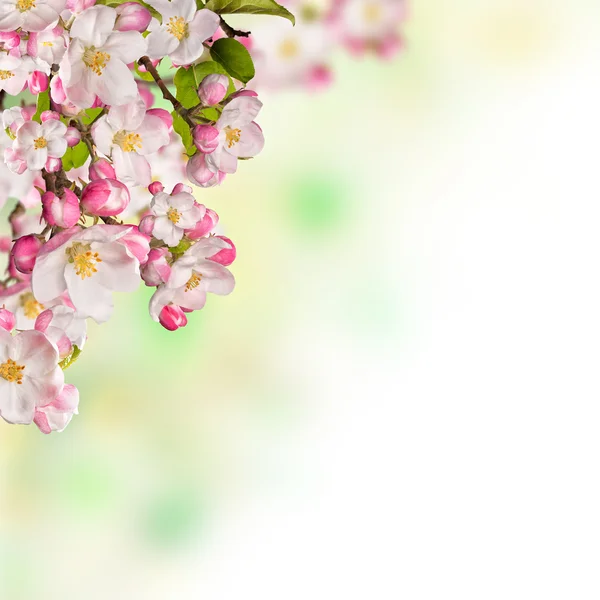 Kirsebærblomster over sløret natur baggrund - Stock-foto