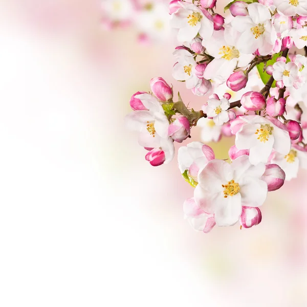 Cherry blossoms over blurred nature background — Stock Photo, Image