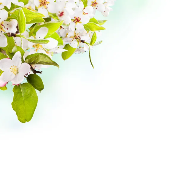Třešňové květy rozmazané přírodní pozadí — Stock fotografie