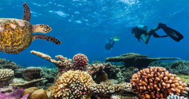 Tüplü dalgıçlar mercan resif keşfetmek