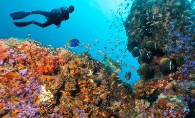 Scuba diver keşfetmek bir mercan kayalığı