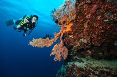 Scuba diver keşfetmek ok işaret gösteren bir mercan kayalığı
