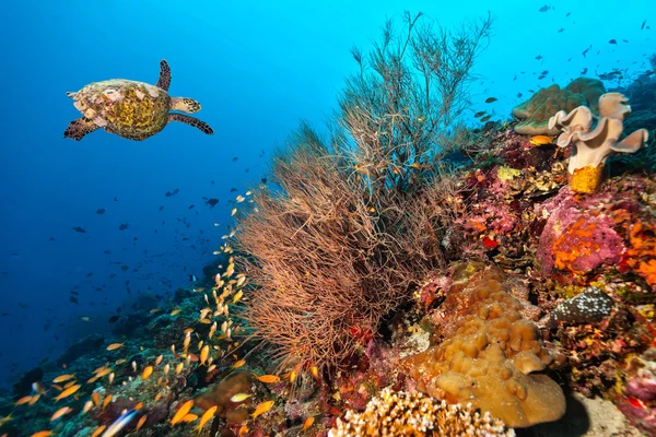 Recife de coral com tartaruga — Fotografia de Stock