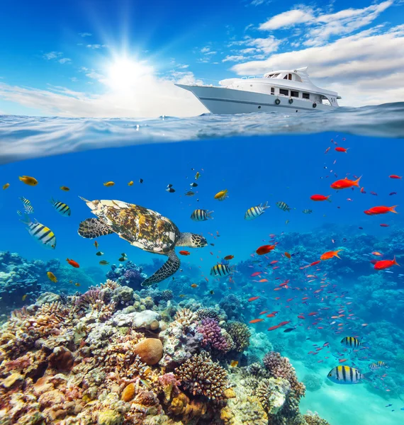 Arrecife de coral submarino con horizonte y superficie de agua —  Fotos de Stock