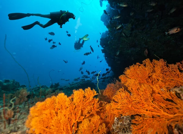 Scuba δύτες Εξερευνήστε έναν κοραλλιογενή ύφαλο — Φωτογραφία Αρχείου