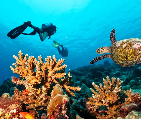 Scuba divers explore a coral reef — Stock Photo, Image