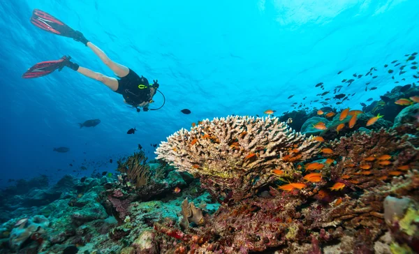 Scuba subacqueo esplorare una barriera corallina — Foto Stock