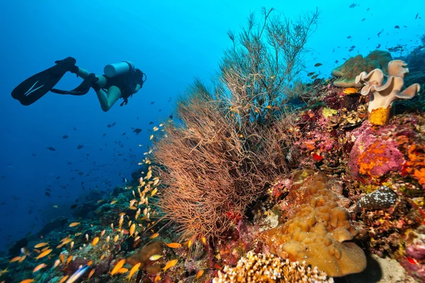 Scuba diver keşfetmek bir mercan kayalığı — Stok fotoğraf