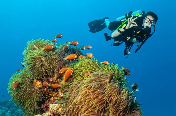 Scuba diver Εξερευνήστε έναν κοραλλιογενή ύφαλο που δείχνει εντάξει σημάδι — Φωτογραφία Αρχείου