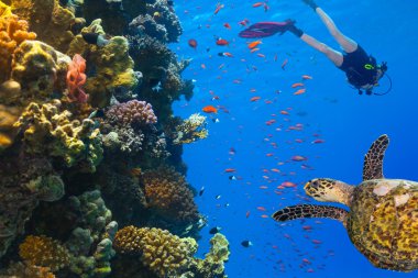 Scuba diver explore a coral reef clipart