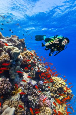 Scuba diver keşfetmek ok işaret gösteren bir mercan kayalığı