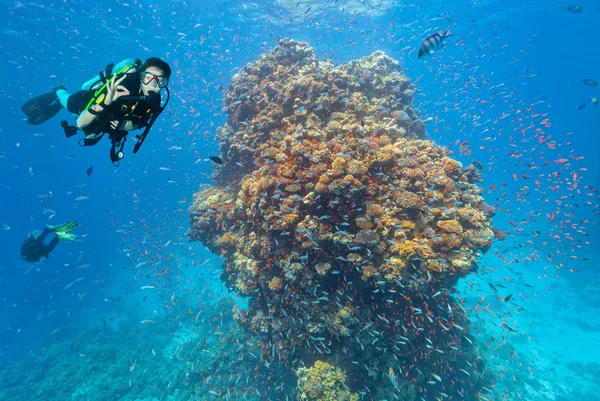 Buceador explorar un arrecife de coral que muestra signo de ok — Foto de Stock