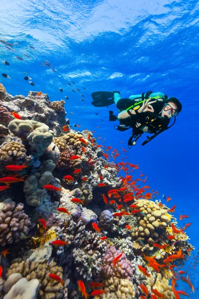 Scuba diver keşfetmek ok işaret gösteren bir mercan kayalığı — Stok fotoğraf