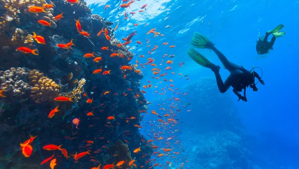Scuba diver explore a coral reef — Stock Photo, Image