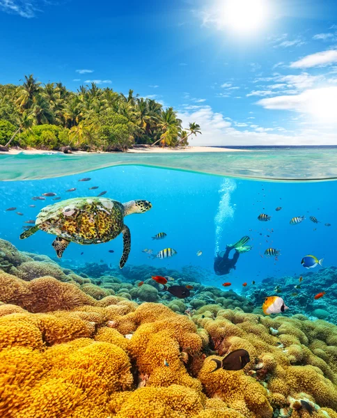 Recife de coral subaquático com mergulhador e tartaruga — Fotografia de Stock