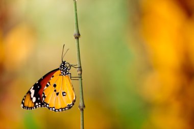 Closeup kelebek çiçek çiçek üzerinde