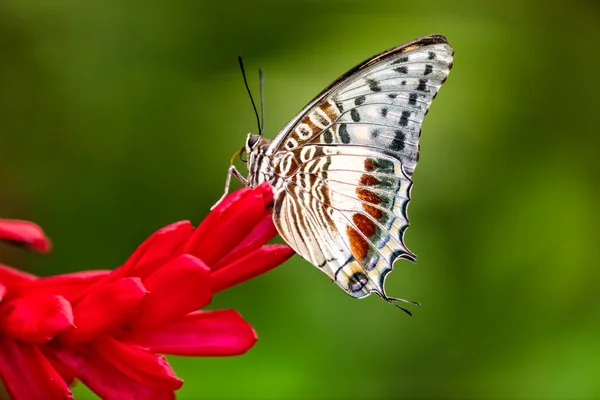 Zbliżenie motyl na kwiat kwitnąć — Zdjęcie stockowe