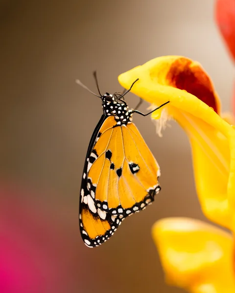 Крупный план бабочки на цветок — стоковое фото