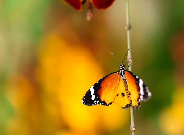 Крупним планом метелик на квітковому цвіті — стокове фото