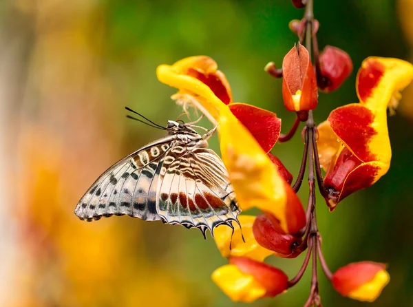 Primer plano mariposa en flor flor — Foto de Stock