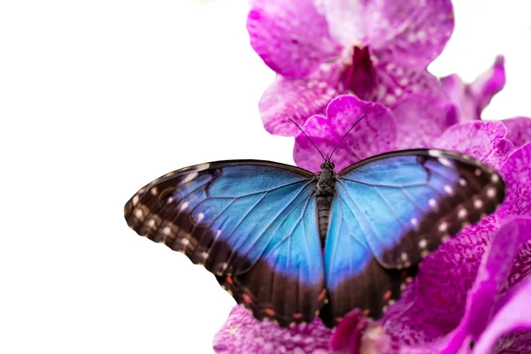 Peleides blue morpho auf Orchideenblüte — Stockfoto