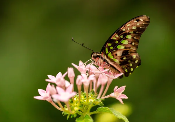 Närbild butterfly gemensamma spyfluga på blossom — Stockfoto