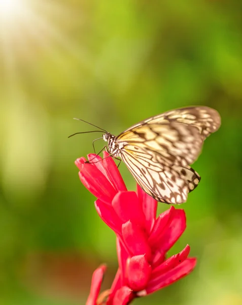 Closeup borboleta Grande Ninfa Árvore em flor — Fotografia de Stock